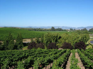 vineyards of Napa Valley